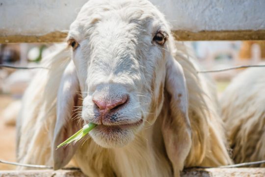 «Η κυβέρνηση επιμένει σε αδιέξοδη πολιτική για την ευλογιά»